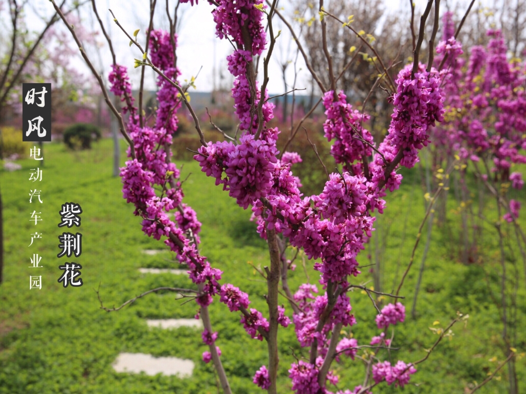 JDB电子电动工业园紫；；；